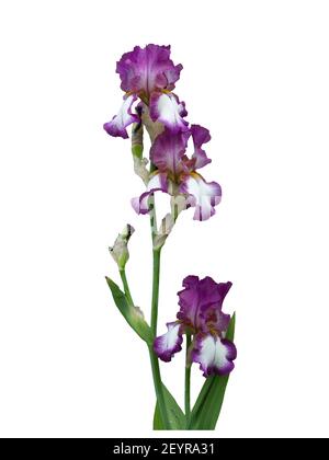 Tall Bearded Iris - Iris allemand Banque D'Images