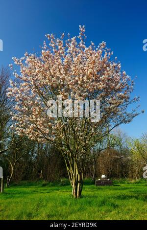 Amelanchier-lamarckii en fleur, (Amelanchier Rosaceae, Snowy Mespilus, June Berry) poussant dans les prairies avec des pommiers. Banque D'Images