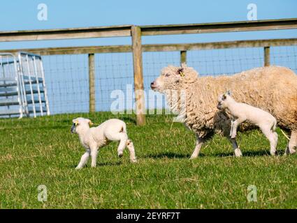 East Lothian, Écosse, Royaume-Uni, 6 mars 2021. Météo au Royaume-Uni : agneaux de printemps au soleil. Les agneaux jumeaux de moutons Shetland sont sortis dans un enclos dans un champ pour la première fois après être nés dans une grange il y a plusieurs semaines. Une étiquette orange pour un agneau femelle et une étiquette bleue pour un agneau mâle. Deux agneaux blancs traversent le champ avec la brebis maternelle Banque D'Images