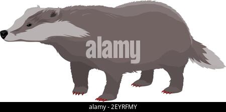 Blaireau européen animal sauvage isolé. Omnivore vectoriel à courtes pattes, personnage de dessin animé de forêt Illustration de Vecteur