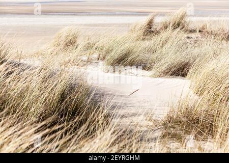 Herbe balayée par le vent sur les dunes de sable. Dunes de la pointe du bouquet dans la baie du Havre de St Germain sur Ay, Creances, Cotentin, Manche, France Banque D'Images