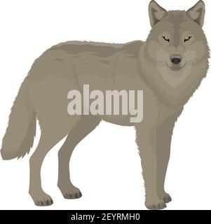 Vue sur le profil animal de la forêt isolée du loup gris. Chien sauvage vecteur, bête de loup polaire ou sibérien Illustration de Vecteur