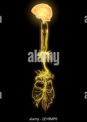 L'illustration 3D montre le cerveau et le nerf vagus actif (Dixième nerf crânien ou CN X) Banque D'Images