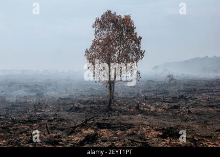 Vue sur la forêt brûlée de Meulaboh. Cinq hectares de tourbières à Gampong Peunaga Cut Ujong, Meuroubo, West Aceh a été en feu qui a commencé depuis samedi, 27 février 2021, son maintien s'est répandu en raison des vents forts de l'atmosphère chaude. À côté des tourbières, les incendies ont également ravagé certaines plantations de palmier à huile. L'effet de brouillard a commencé à couvrir la zone de la ville de Meulaboh et autour. Le Coordonnateur du Centre de contrôle des opérations (PUSDALOPS) de l'Agence de gestion des catastrophes du district d'Aceh Ouest (BPBD), M. Mashuri a déclaré que les efforts visant à éteindre l'incendie dans la zone des tourbières à Peunaga C. Banque D'Images