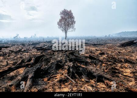 Vue sur la forêt brûlée de Meulaboh. Cinq hectares de tourbières à Gampong Peunaga Cut Ujong, Meuroubo, West Aceh a été en feu qui a commencé depuis samedi, 27 février 2021, son maintien s'est répandu en raison des vents forts de l'atmosphère chaude. À côté des tourbières, les incendies ont également ravagé certaines plantations de palmier à huile. L'effet de brouillard a commencé à couvrir la zone de la ville de Meulaboh et autour. Le Coordonnateur du Centre de contrôle des opérations (PUSDALOPS) de l'Agence de gestion des catastrophes du district d'Aceh Ouest (BPBD), M. Mashuri a déclaré que les efforts visant à éteindre l'incendie dans la zone des tourbières à Peunaga C. Banque D'Images