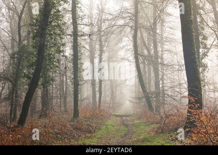 Nebel im Wald von Cerisy, Foret de Cerisy, Calvados, Manche, Normandie, Frankreich Banque D'Images