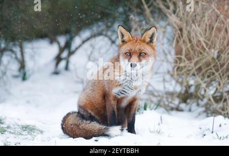 Gros plan d'un renard roux assis dans la neige, en hiver au Royaume-Uni. Banque D'Images