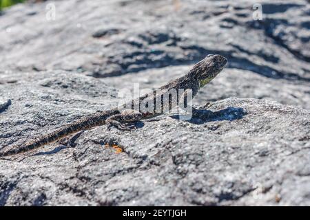 Roche du Sud Agama Lizard sur un rocher, Table Mountain, le Cap, Afrique du Sud Banque D'Images