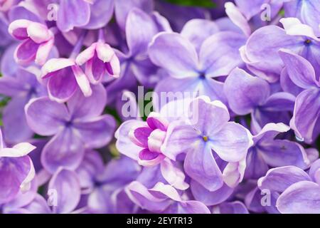 Image macro de fleurs lilas. Arrière-plan floral abstrait Banque D'Images