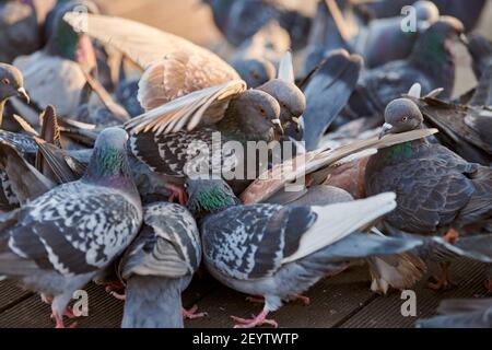 Un troupeau de pigeons urbains colorés assis sur un banc dans le parc. Colombes pétassant le grain sur le sol, gros plan. Banque D'Images