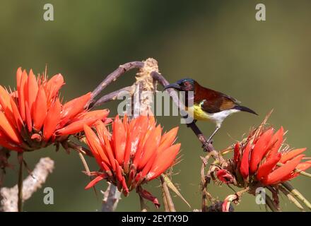 Le sunbird à rumpes violettes est un sunbird endémique au sous-continent indien. Comme les autres oiseaux solaires, ils sont de petite taille, se nourrissant principalement sur le nectar mais sur le somet Banque D'Images