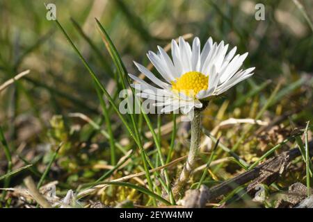 Marguerite commune (Bellis perennis), image de gros plan de la tête de fleur Banque D'Images