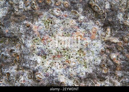 Gros plan d'un lichen qui pousse sur l'écorce d'un arbre Beech, probablement blanc lichen peint Banque D'Images