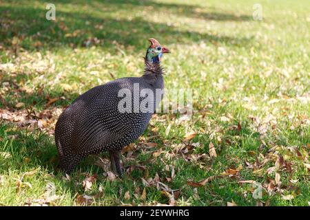 Un guineafhid de Helmamet, communément connu sous le nom de Tarantaal, debout sur l'herbe, jardin botanique national de Kirstenbosch, Afrique du Sud Banque D'Images