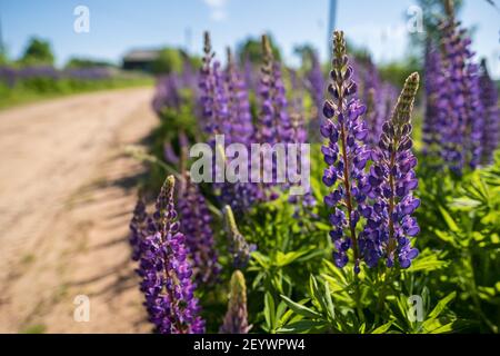 De belles lupins fleuris poussent à côté de la route de sable du village, au soleil. Fleurs vivaces de couleur violet vif. Banque D'Images