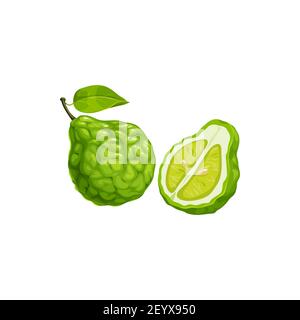 Bergamote vert agrumes fruit entier et coupé isolé réaliste icône. Fruits à l'orange vectoriel, nourriture exotique tropicale, demi-coupe et entière, ferme tropique juteuse ha Illustration de Vecteur