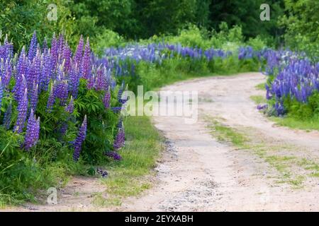 Belle fleur lupinus poussent le long de la route de sable du village. Fleurs vivaces de couleur violet vif. Banque D'Images