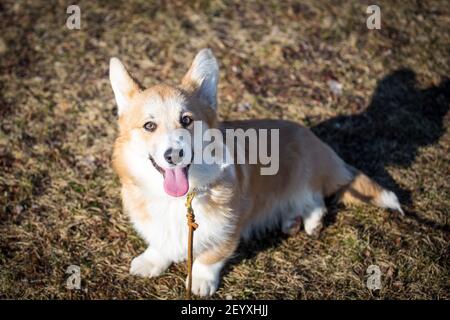 Le chiot Welsh Corgi Pembroke par une belle journée d'hiver Banque D'Images