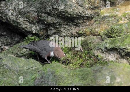 Le balancier rassemble de la mousse sur la rive de la rivière (Cinclus cinclus) Banque D'Images