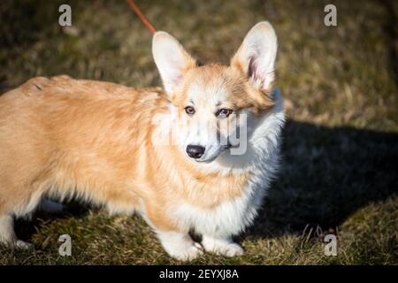 Le chiot Welsh Corgi Pembroke par une belle journée d'hiver Banque D'Images