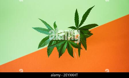 La marijuana laisse la bannière web, le cannabis sur fond vert. Texture des plants de cannabis à la marijuana à l'intérieur Banque D'Images