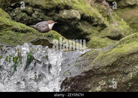 Balancier isolé sur le dessus de la cascade (Cinclus inclues) Banque D'Images