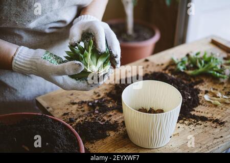 Maison jardin. Comment transplanter un repot succulent, propageant des succulents. Femme jardiniers transplantant à la main cactus et succulents dans des pots de ciment sur Banque D'Images