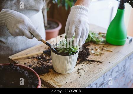 Maison jardin. Comment transplanter un repot succulent, propageant des succulents. Femme jardiniers transplantant à la main cactus et succulents dans des pots de ciment sur Banque D'Images