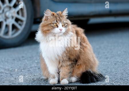 Un chat solitaire est assis près de la voiture. Fourrure et sans-abri. Banque D'Images