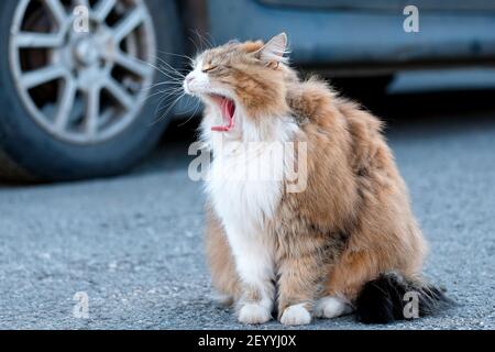 Le chat hurle. L'animal de compagnie est seul sur la route. Banque D'Images