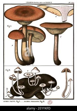 Pierre Bulliard; Herbier de la France; vol. VII PL. 574. Banque D'Images