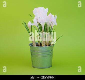 pluriel crocuses ou croci est un genre de plantes à fleurs de la famille des iris. Banque D'Images