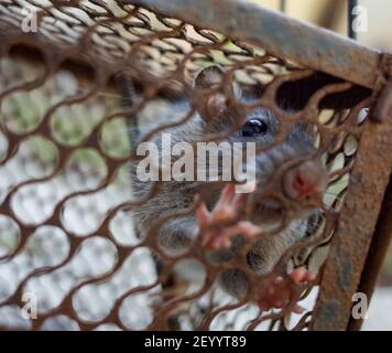 Rat domestique piégé dans une cage métallique Banque D'Images