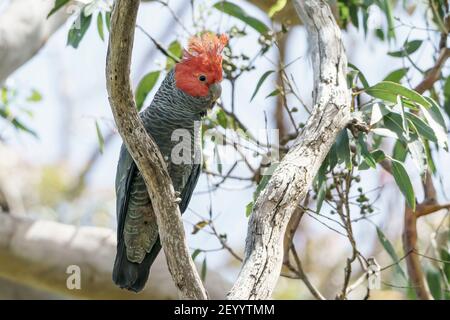 Gang-gang Cockatoo, Croclephalum fimbriatum, homme adulte perché sur une branche d'arbre, péninsule Ottway, Australie, 19 décembre 2019 Banque D'Images