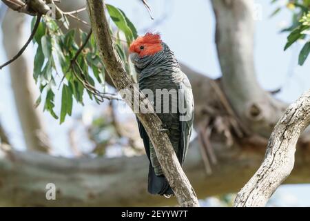 Gang-gang Cockatoo, Croclephalum fimbriatum, homme adulte perché sur une branche d'arbre, péninsule Ottway, Australie, 19 décembre 2019 Banque D'Images