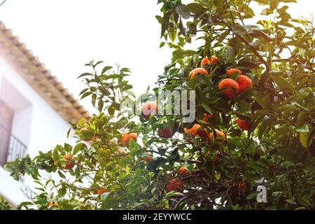 Un arbre avec des mandarins mûrs qui poussent dans le jardin de la ville. Banque D'Images