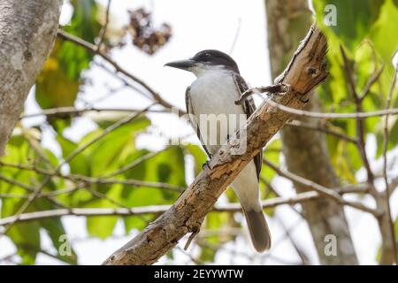 Oiseau géant, Tyrannus cubensis, adulte perché sur branche dans la forêt, Najasa, Cuba, 31 mars 2010 Banque D'Images