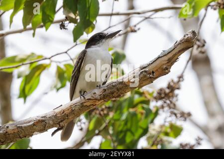 Oiseau géant, Tyrannus cubensis, adulte perché sur branche dans la forêt, Najasa, Cuba, 31 mars 2010 Banque D'Images