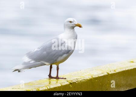 Guette glaucous, Larus hyperboreus, adulte perchée en poste dans le port, Akureyri, Islande Banque D'Images