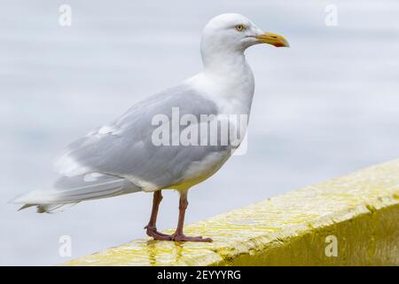 Guette glaucous, Larus hyperboreus, adulte perchée en poste dans le port, Akureyri, Islande Banque D'Images