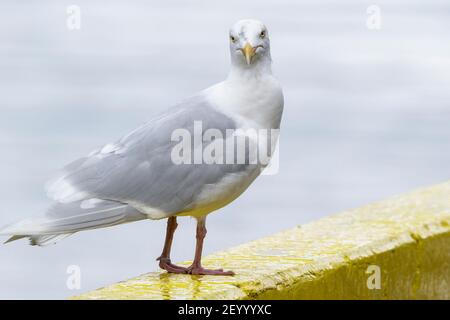 Guette glaucous, Larus hyperboreus, adulte perchée en poste dans le port, Akureyri, Islande Banque D'Images