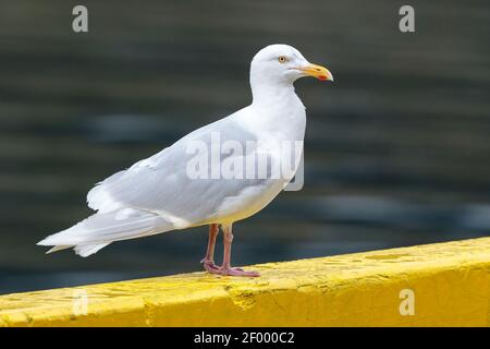 Guette glaucous, Larus hyperboreus, adulte perchée en poste dans le port, Akureyri, Islande Banque D'Images