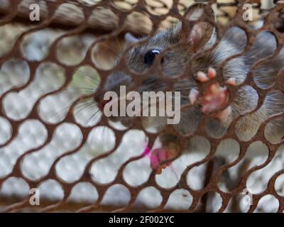 Rat domestique piégé dans une cage métallique Banque D'Images