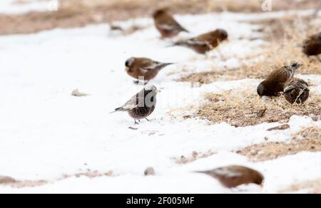 Rosy-Finch (Leucosticte atrata) en hiver sur les plaines du Colorado Banque D'Images