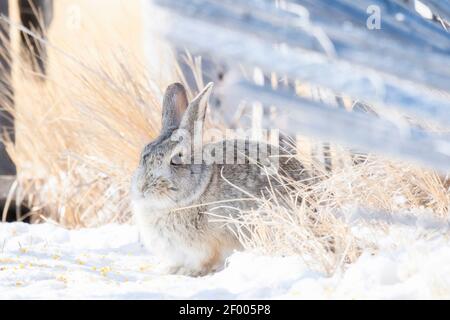 Une queue de coton de l'est (Sylvilagus floridanus) Lapin se trouve dans la neige sur les plaines rurales de Colorado enneigé Banque D'Images