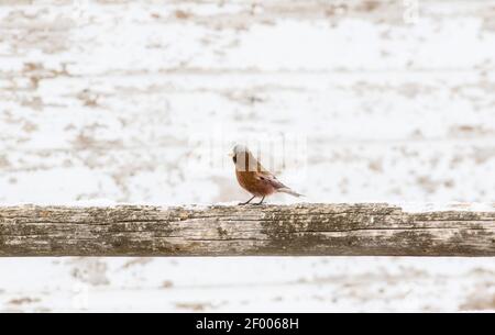 Rosy-Finch à couronne grise (Leucosticte tephrocotis) en hiver sur les plaines du Colorado Banque D'Images