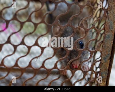 Rat domestique piégé dans une cage métallique Banque D'Images