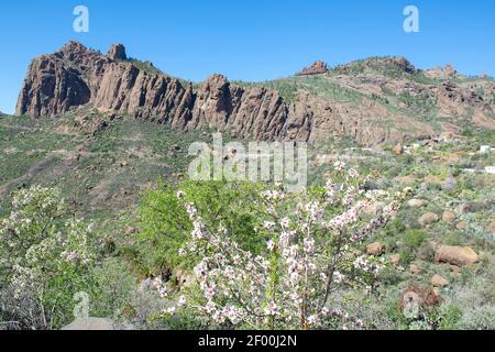 Amande de fleur. Au nord de Gran Canaria. Îles Canaries. Espagne. Banque D'Images