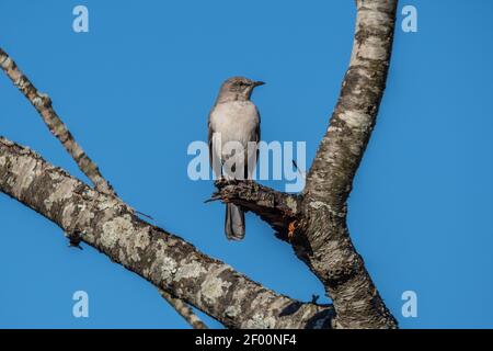 phoebe de l'est adulte perché sur un arbre brisé branche en regardant vers l'extérieur avec un ciel bleu clair dans le arrière-plan sur une journée ensoleillée en hiver Banque D'Images