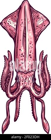 Phalopode céphalopode de mollusques isolés de calmars Pholidoteuthis sketch. Squid en forme de vecteur tiré à la main Illustration de Vecteur